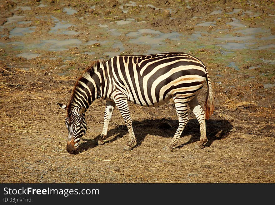 One zebra was eating grass