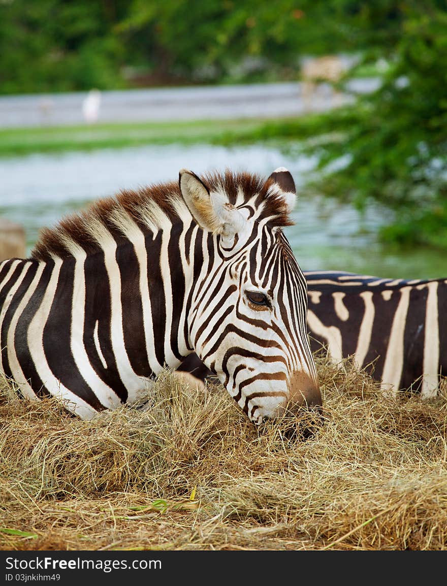 Two zebras was eating grass