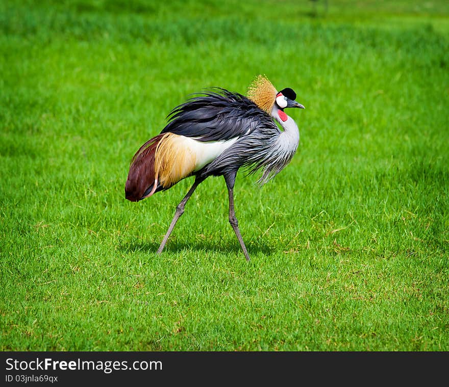 Crowned Crane on green grass