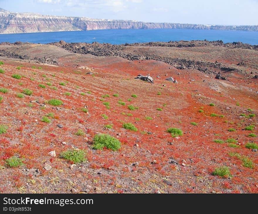 Prairie with clumps of wild peas from the island volcano of Santorini in Greece Thirasia in the Mediterranean Sea, the Cyclades archipelago. Prairie with clumps of wild peas from the island volcano of Santorini in Greece Thirasia in the Mediterranean Sea, the Cyclades archipelago