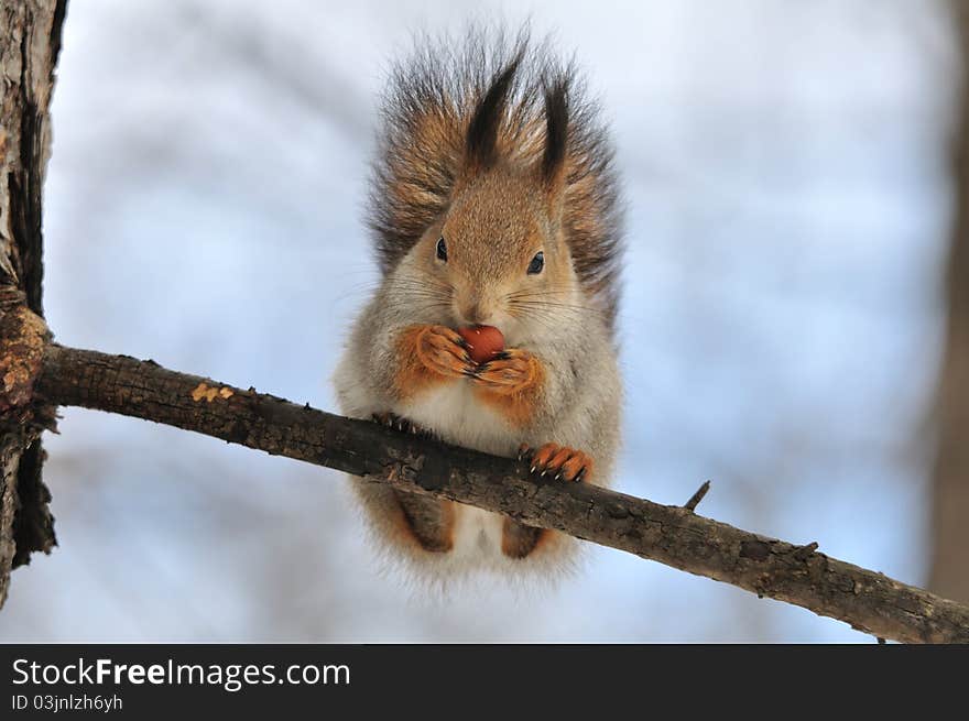 Red squirrel.