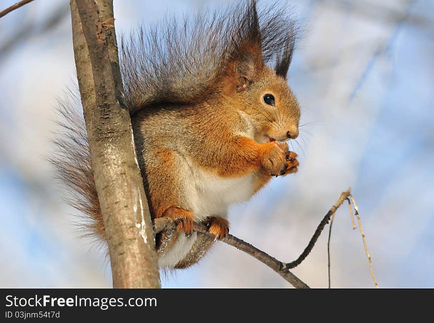 The red squirrel eats a nut. The red squirrel eats a nut.