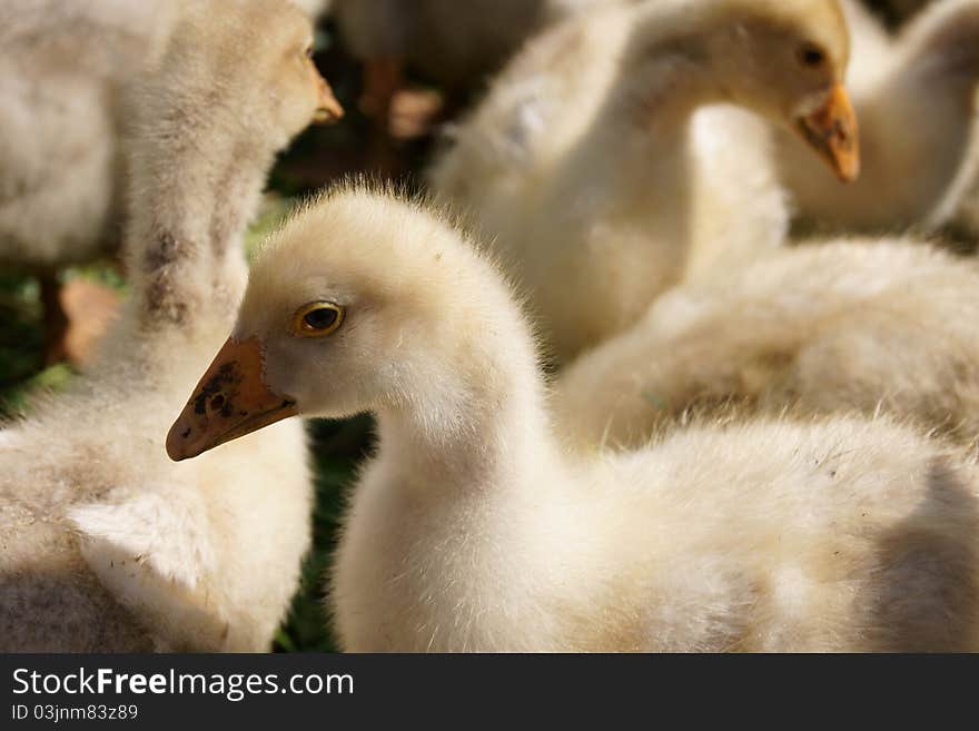 Small goose sitting in the grasses. Small goose sitting in the grasses