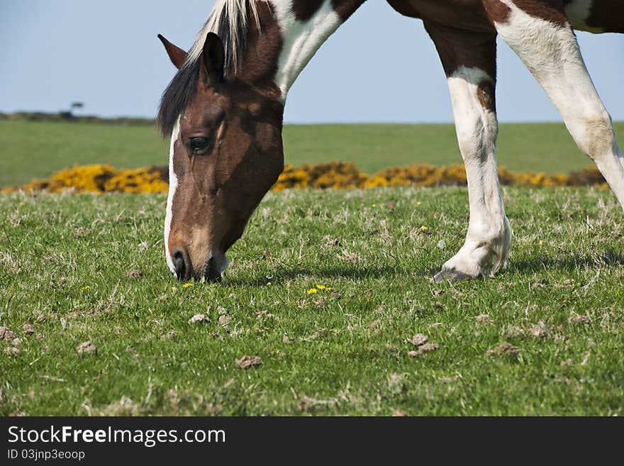 Brown and White Horse Grazing