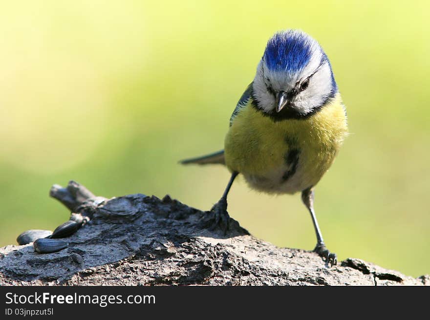 Blue tit bird seeds found