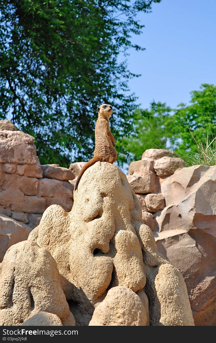 Meerkat standing up on his legs looking for dangerous enemies.