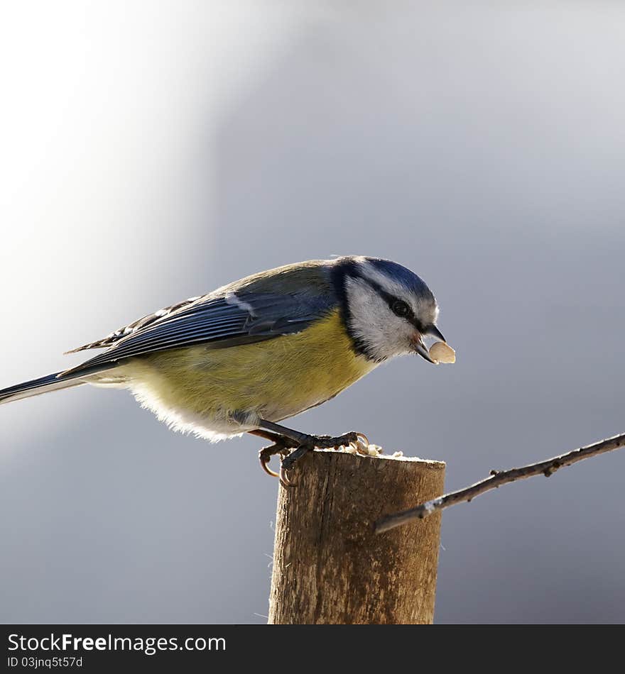 Blue tit