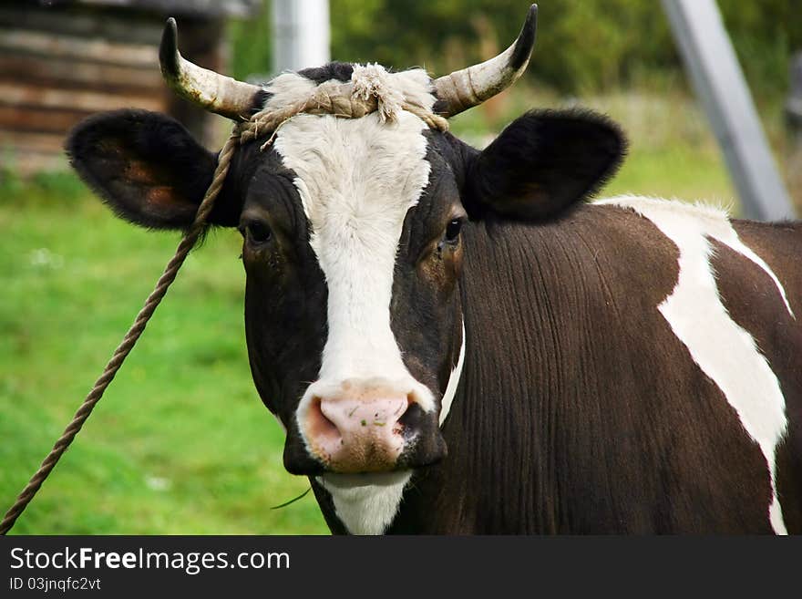 Cow portrait