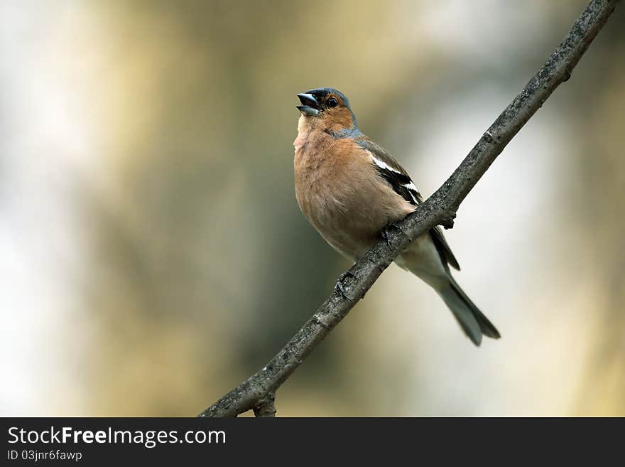 Chaffinch male on branch singing spring song