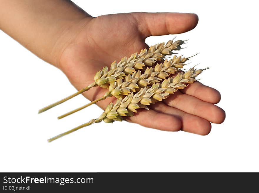 Hand holding wheat grain isolated on white