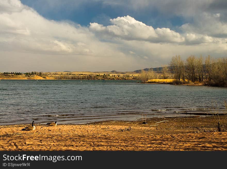 Geese rest along the shorelines of Chatfield Reservoir at Chatfield State Park on a beautiful Spring afternoon in Colorado. Geese rest along the shorelines of Chatfield Reservoir at Chatfield State Park on a beautiful Spring afternoon in Colorado