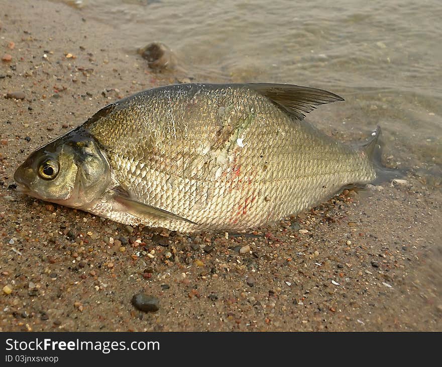 River fish lies on river bank