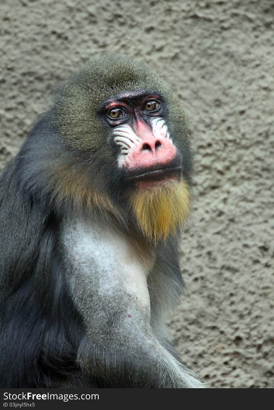 Mandrill