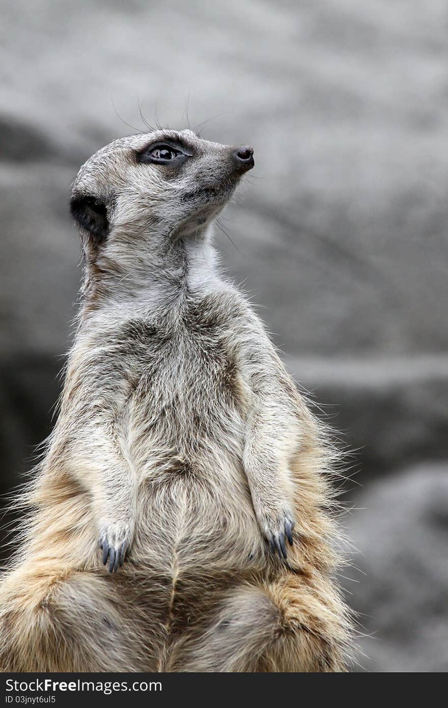 Close Up Of Furry Meerkat Sitting Looking Right