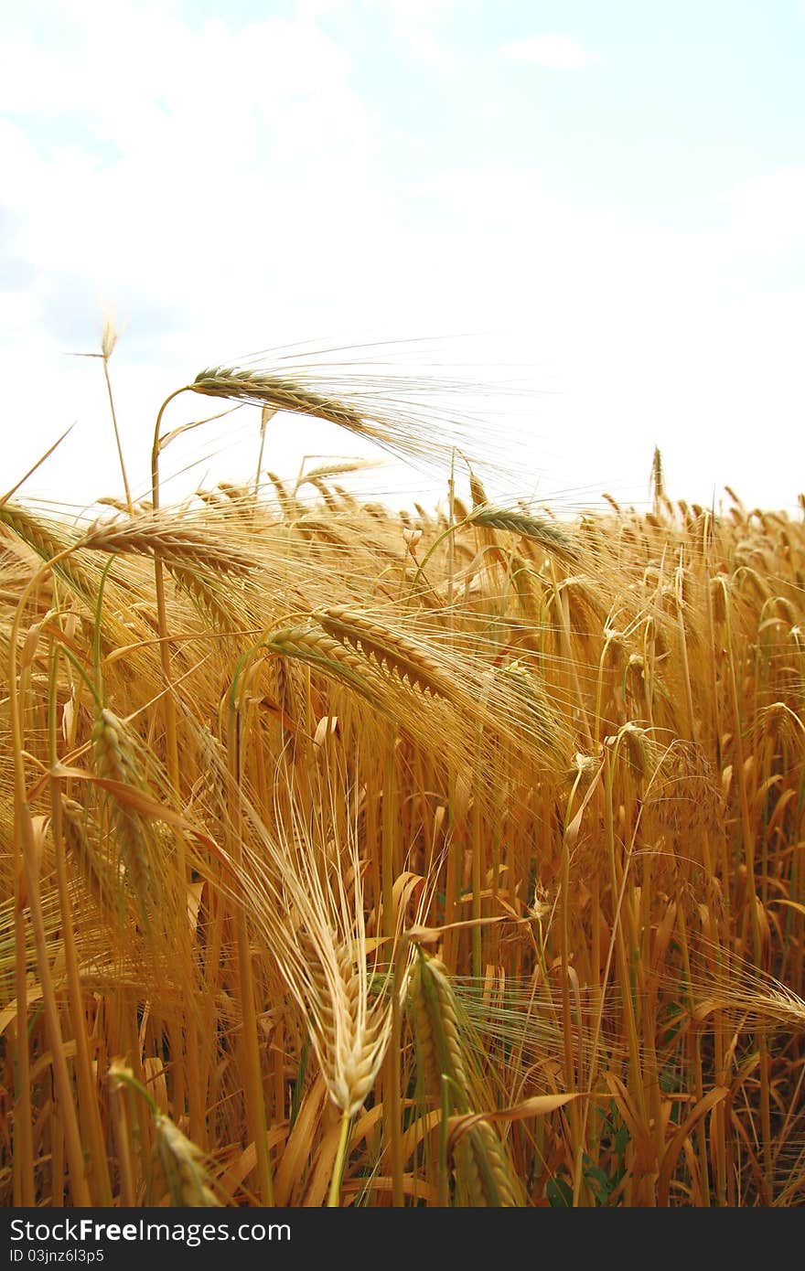 Yellow wheat field