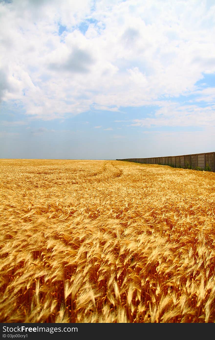 Yellow wheat field