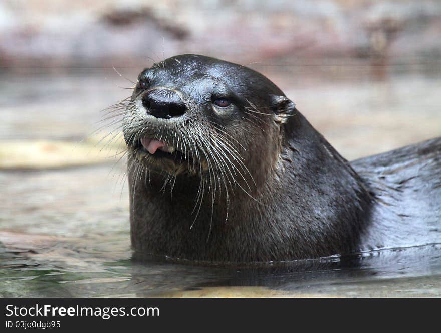 Close Up Portrait Of Wet Otter