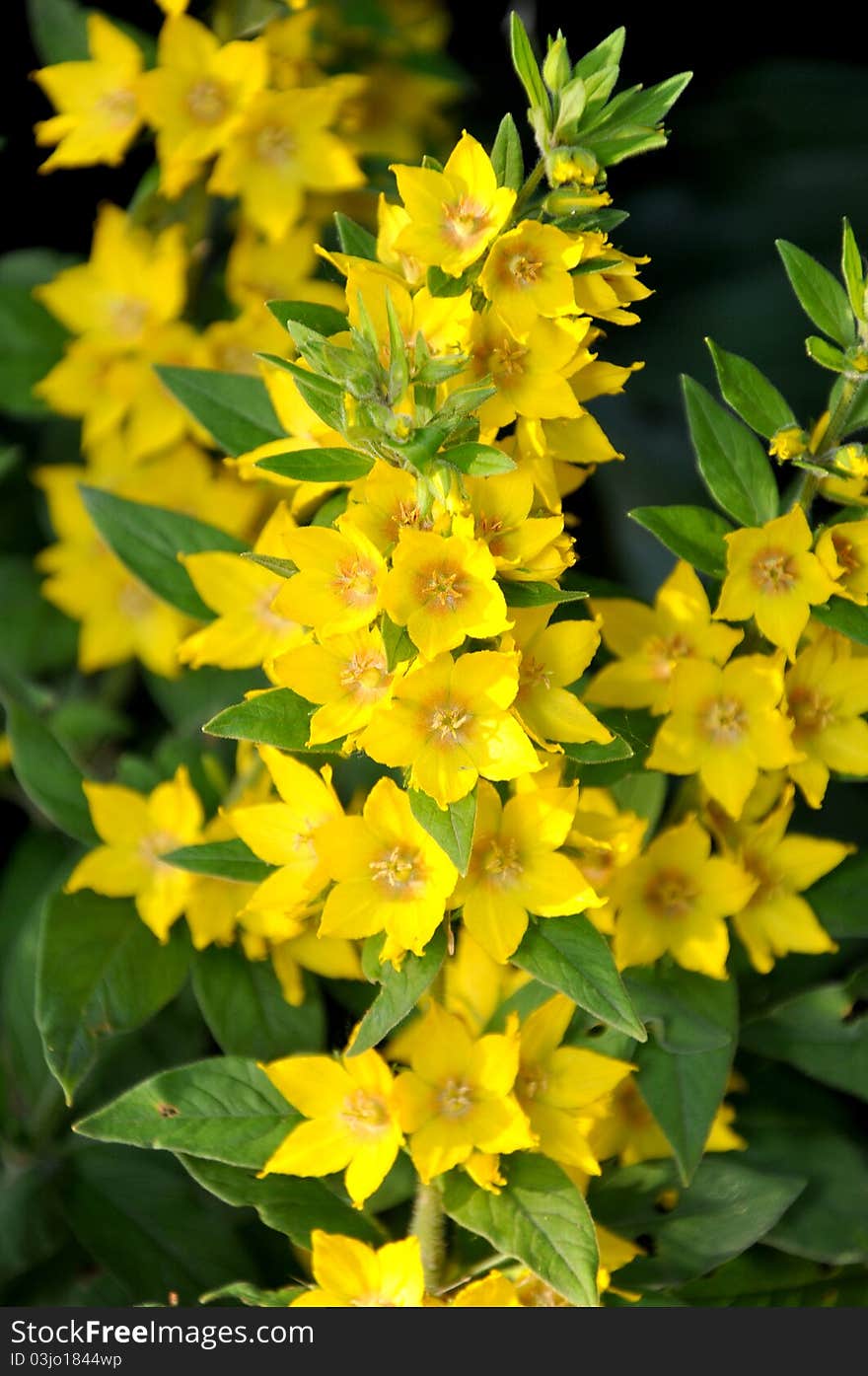 Lysimachia punctata blossoms yellow colors. Lysimachia punctata blossoms yellow colors