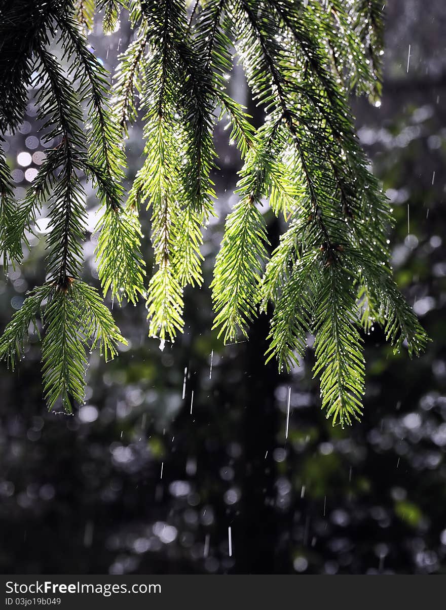 The branch of a fir-tree shined with a sunlight during a rain. The branch of a fir-tree shined with a sunlight during a rain