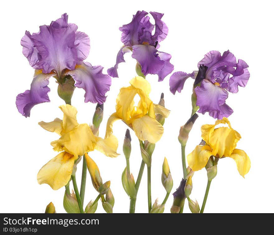 Yellow, dark blue irises stand. Yellow, dark blue irises stand