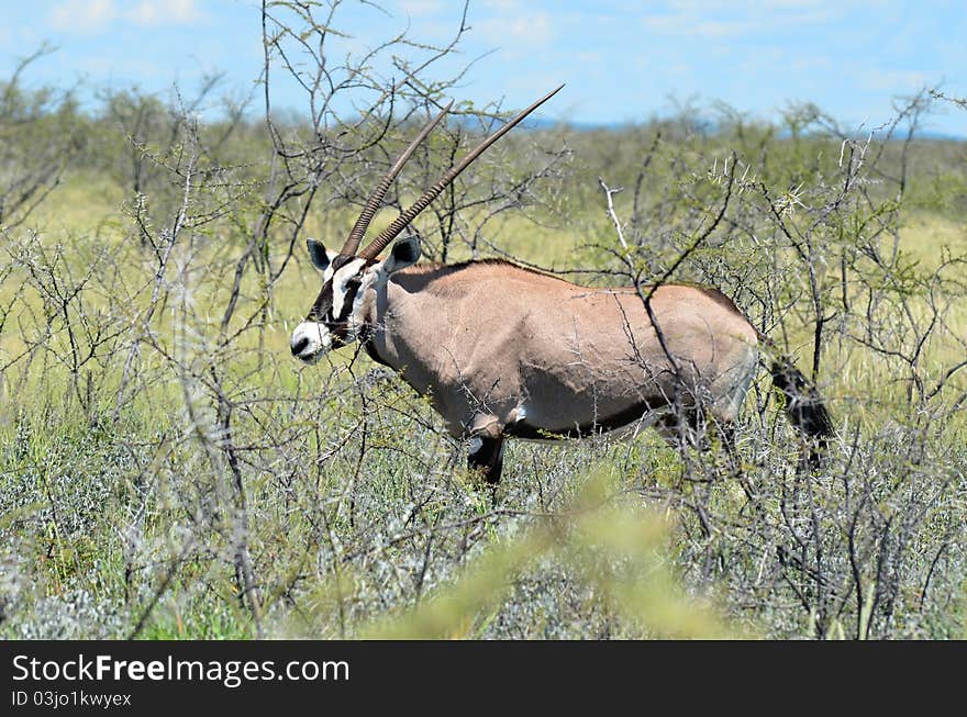 Oryx in its habitat,Etosha park Namibia. Oryx in its habitat,Etosha park Namibia.