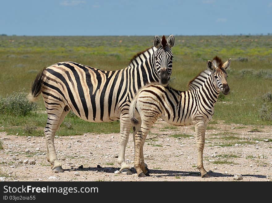 Beautiful zebra with young one in Etosha national park in Namibia. Beautiful zebra with young one in Etosha national park in Namibia.