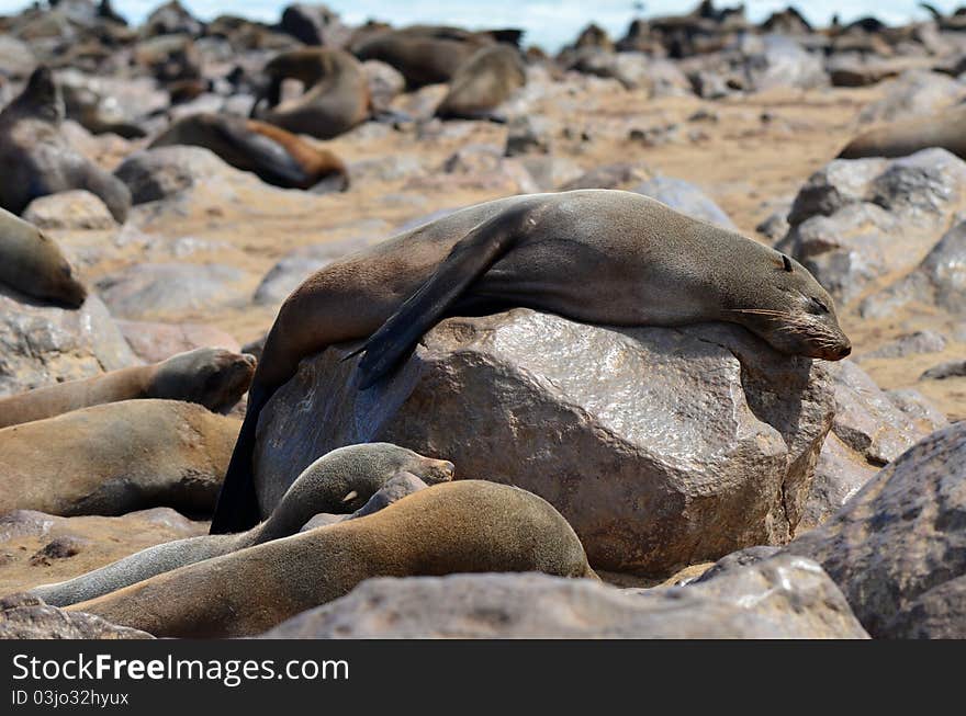 Seals colony on Cape Cross in Namibia,Africa. Seals colony on Cape Cross in Namibia,Africa.