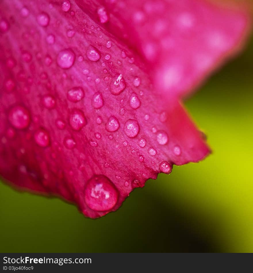 Pink flower close-up