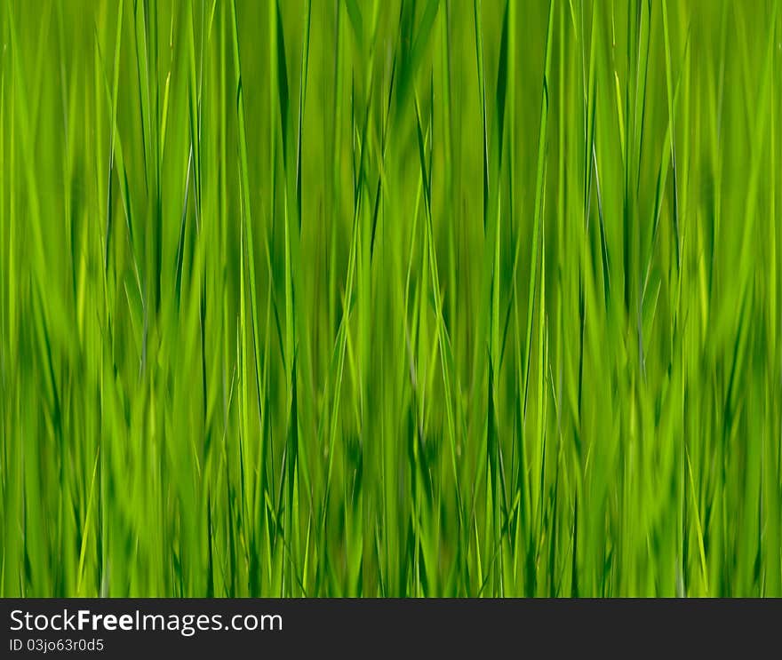 Abstract image of a dense grass