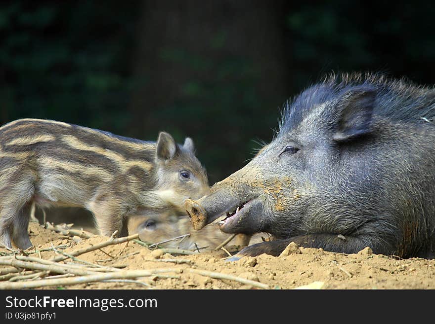 European Wild Hog- Sus scrofa. European Wild Hog- Sus scrofa