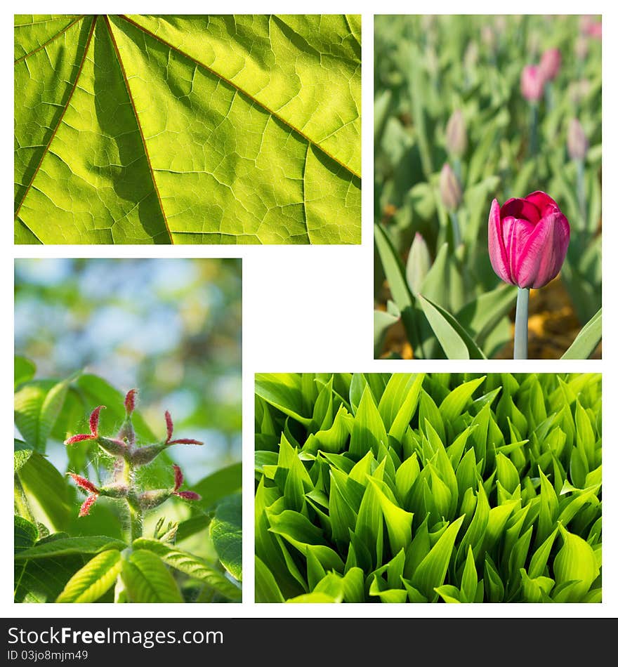 Collage of pictures of tulip, green leaf, herb and flower strange exotic wood. Collage of pictures of tulip, green leaf, herb and flower strange exotic wood