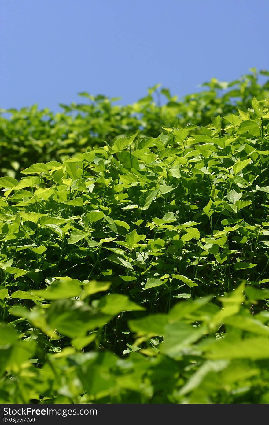 Green Plants And Blue Sky