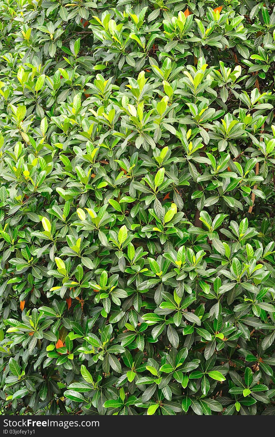 Green leaves background on the tree