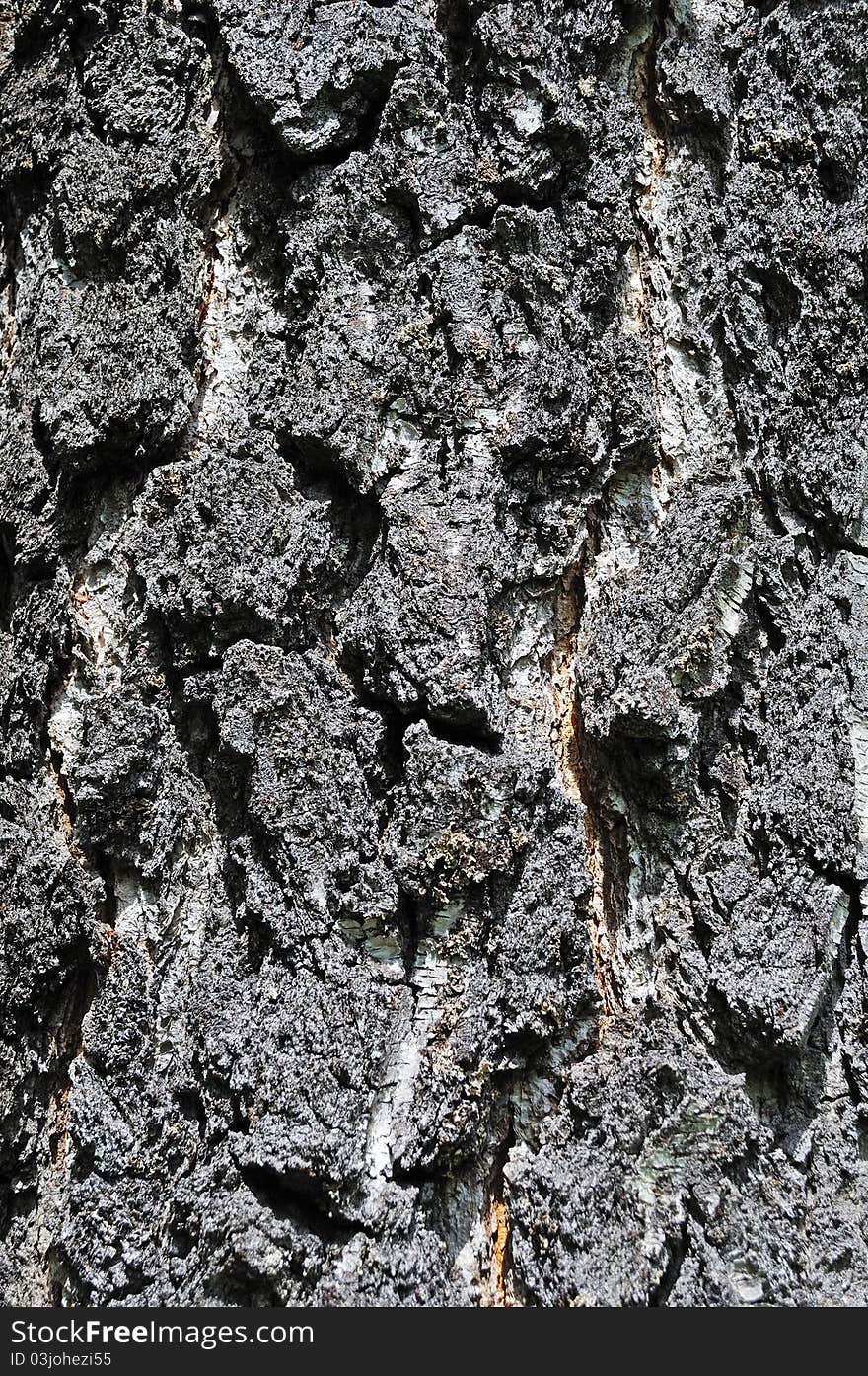 Close up of old rough birch bark texture. Close up of old rough birch bark texture