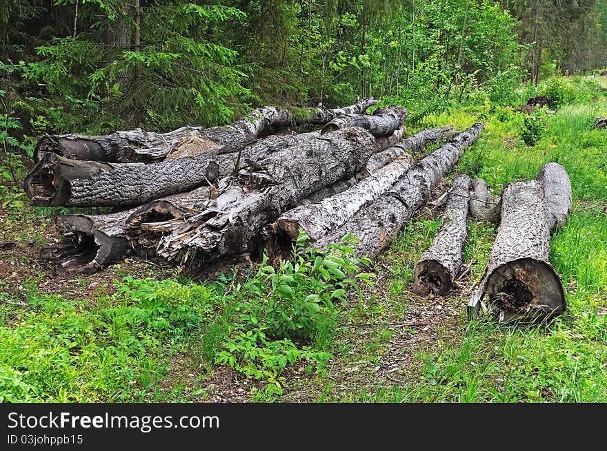 Old logs in the forest