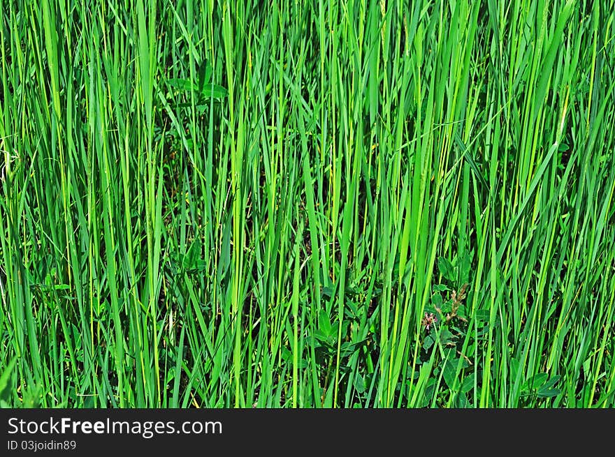 Close up of green grass background on the meadow