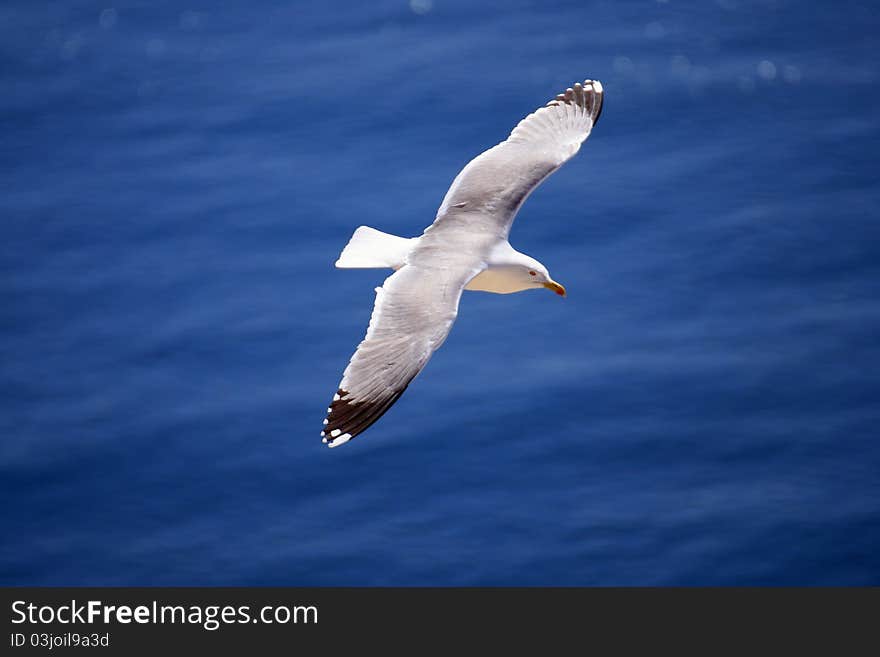 Seagul fliying over the Mediterranean