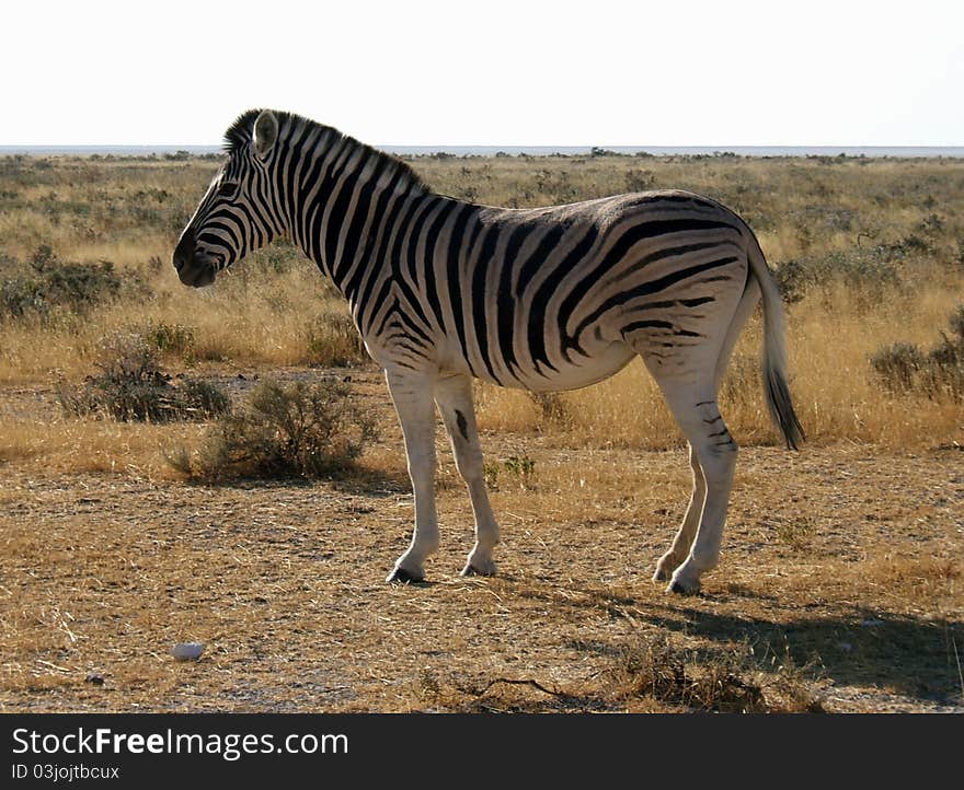 Etosha Zebra 1