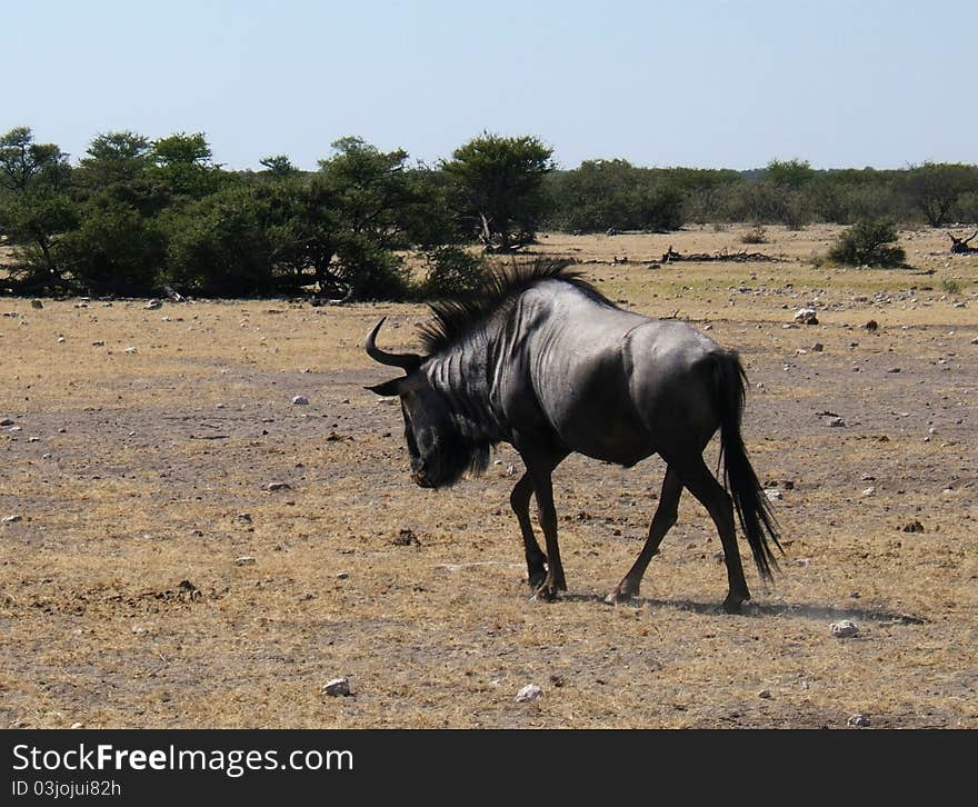 Black Wildebeest In Etosha Park