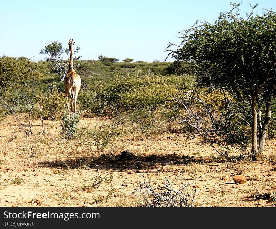 Kalahari Giraffe 1