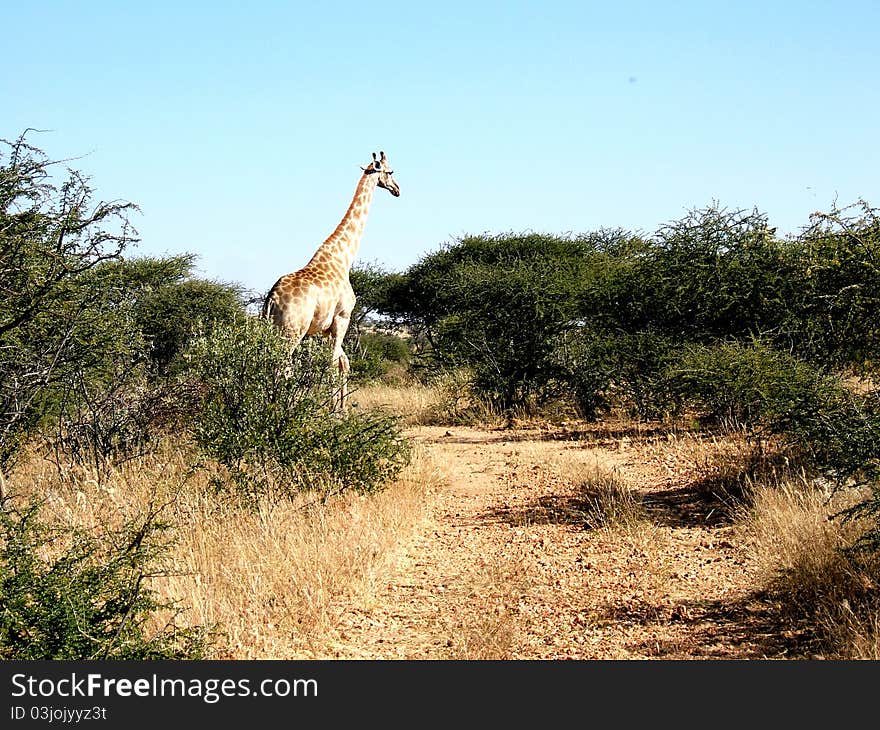 A giraffe in the Kalahari Desert of Namibia. A giraffe in the Kalahari Desert of Namibia.