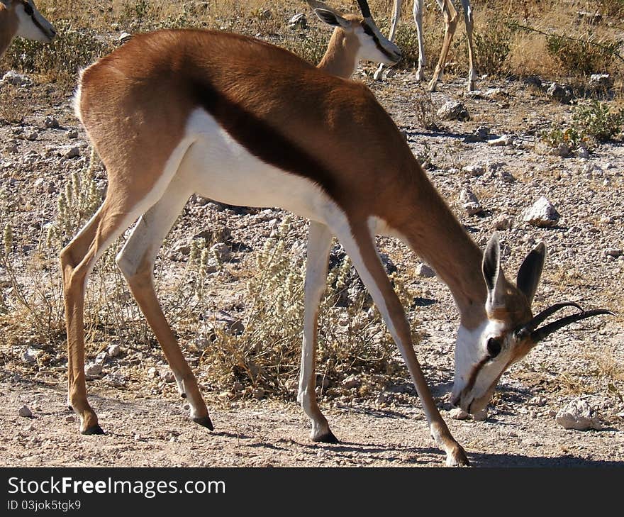 A grazing Kalahari Springbok photographed in Etosha Park, Namibia. A grazing Kalahari Springbok photographed in Etosha Park, Namibia.