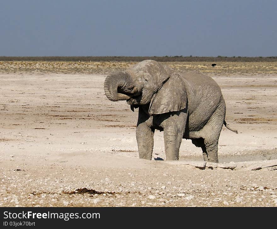 Elephant in Etosha Park