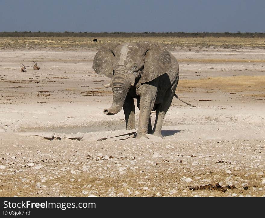 Elephant in Etosha Park 2