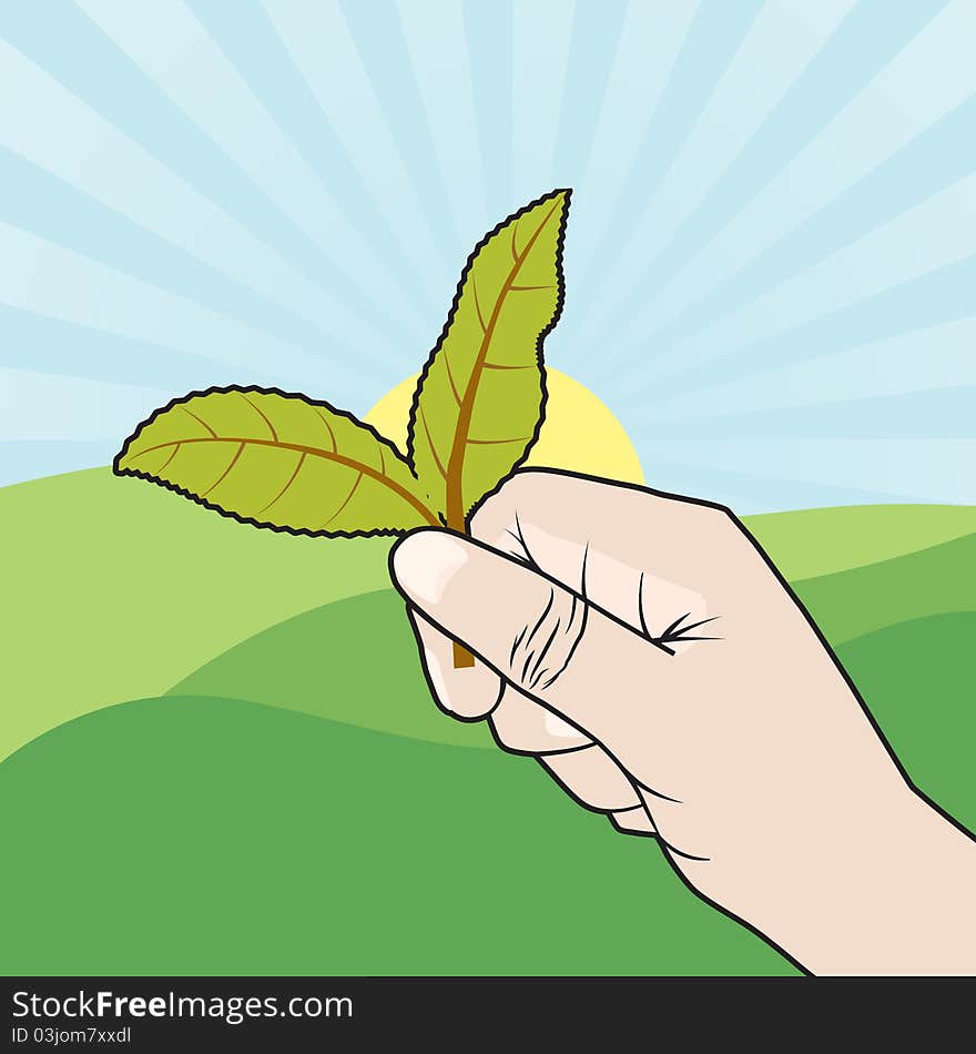 Hand Picking Tea