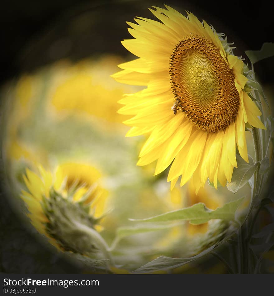 A field full of sunflowers in Vermont during the summer. A field full of sunflowers in Vermont during the summer.