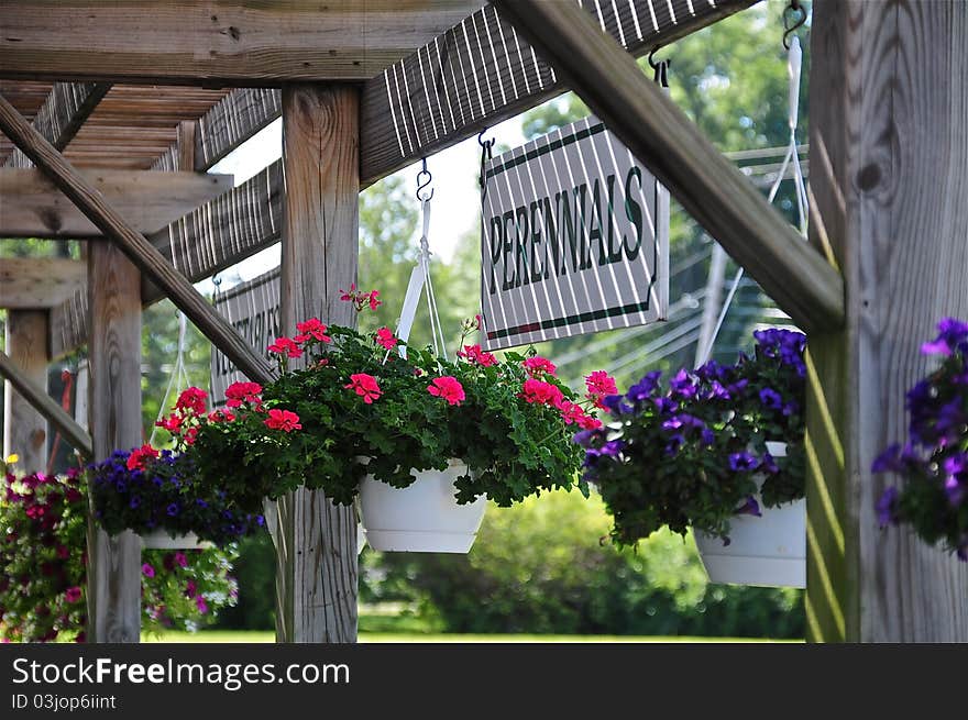 Hanging plants in the garden center