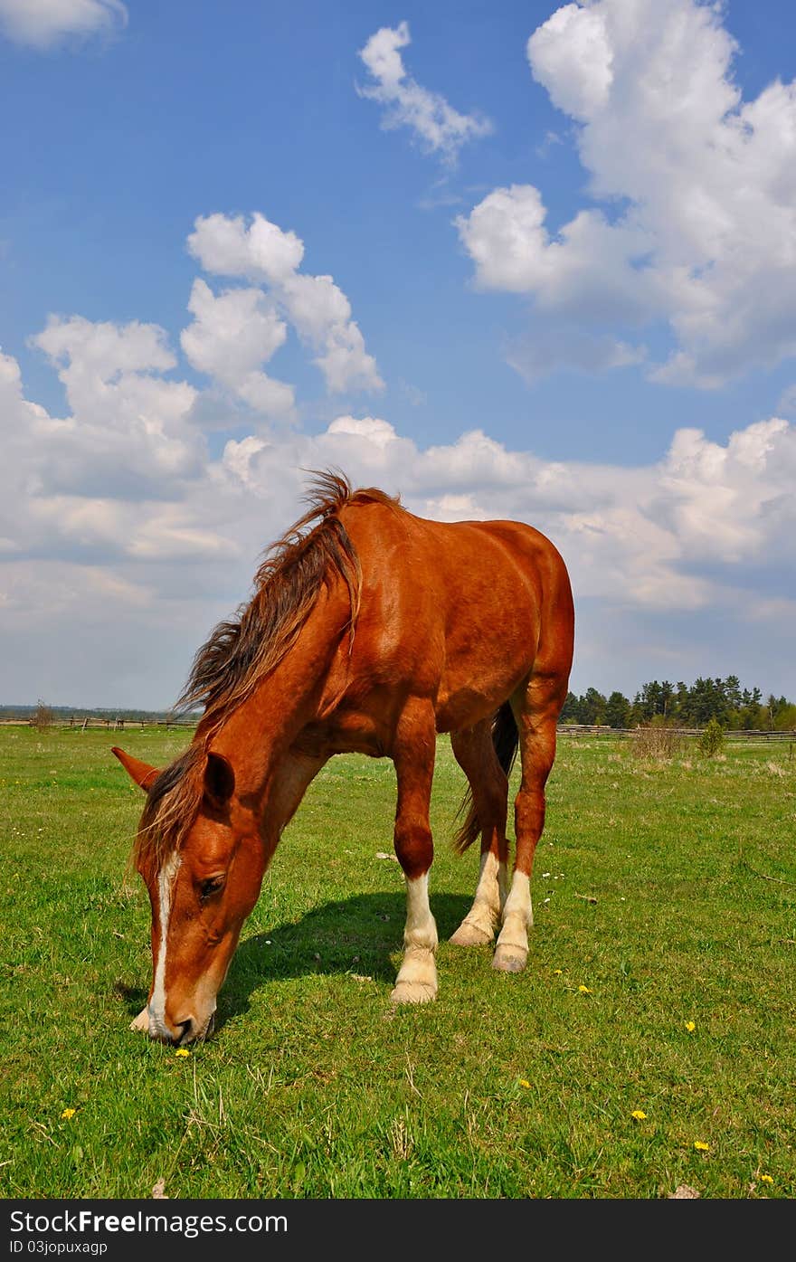 Horse on a summer pasture