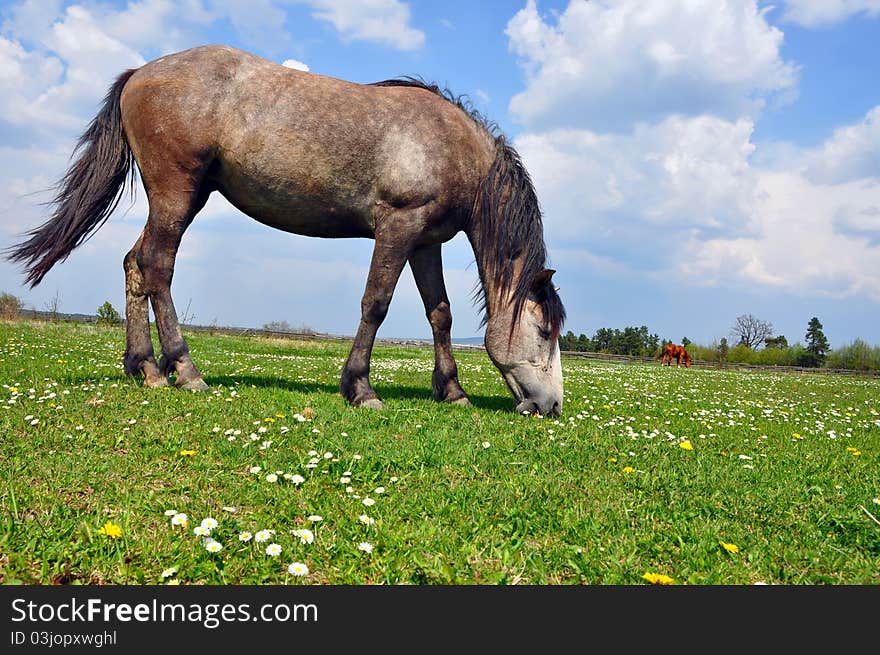 Horse On A Summer Pasture