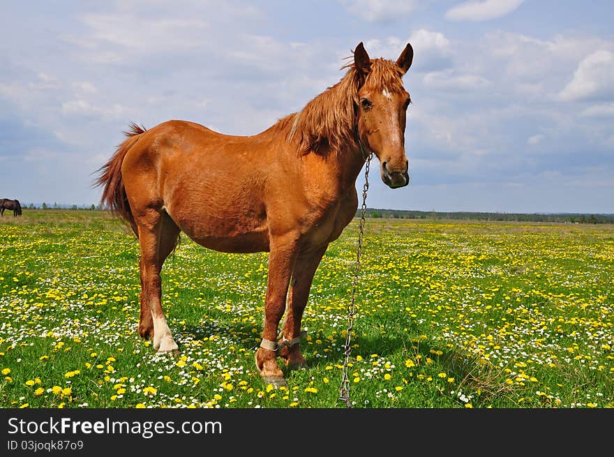 Horse on a summer pasture